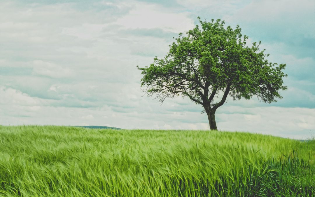 Árbol de expansión de peso mínimo