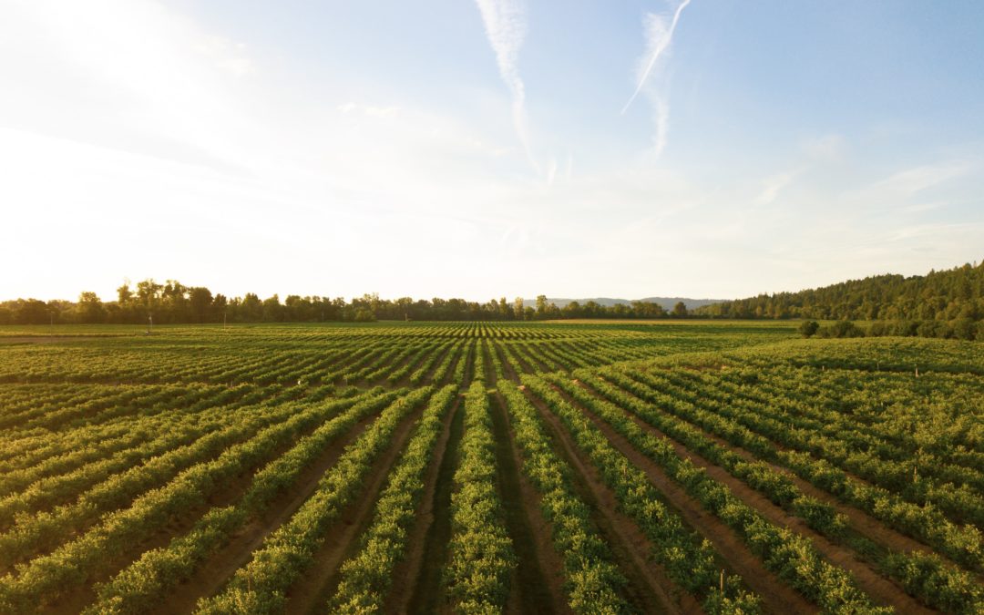 De la granja a la mesa | Supply Chain en Alimentos