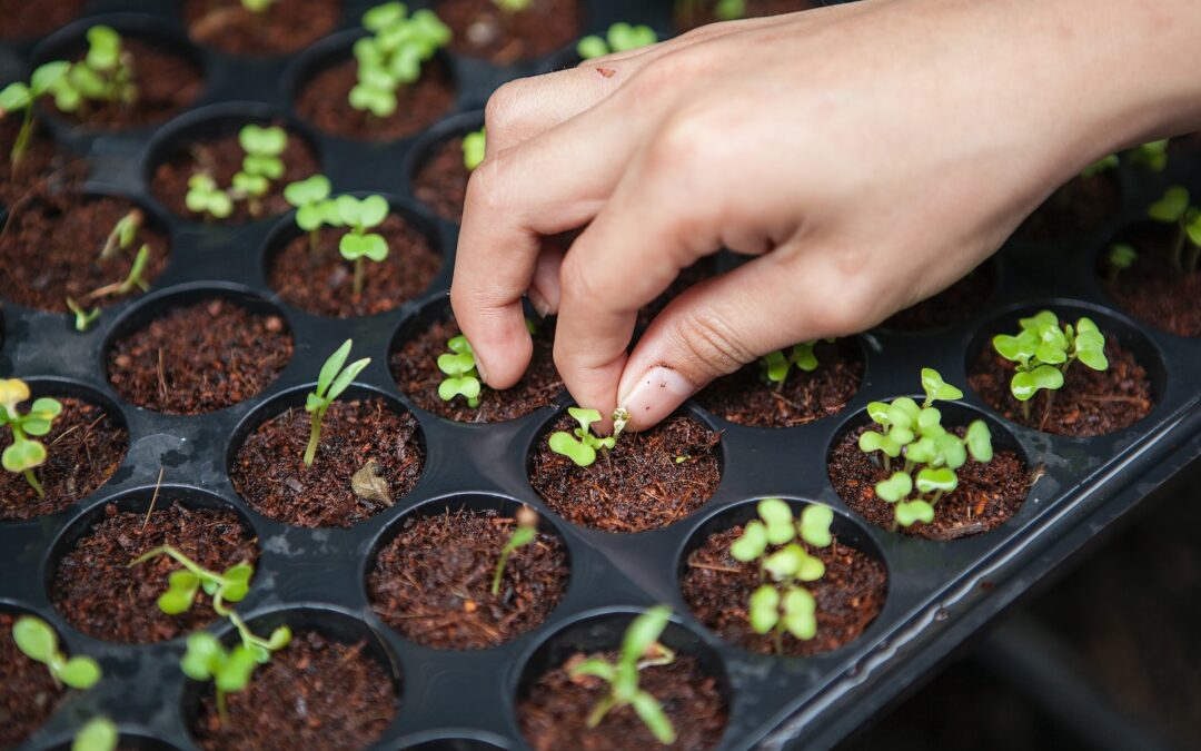 Agricultura Sostenible con Grafos: Cultivando el Futuro de Manera Responsable